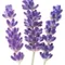 lavanda